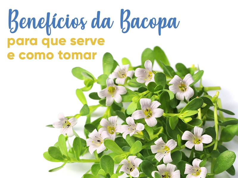 Benefcios da Bacopa: para que serve e como tomar